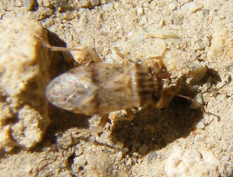 Piccolo eterottero da identificare: Engistus boops